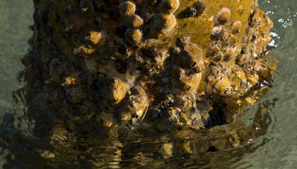 Tetraclita squamosa - Thatched barnacle. Balanus (Balanomorpha) is a genus of barnacles in the...