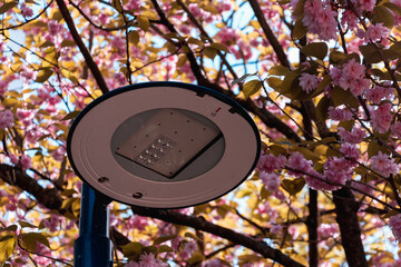 Spring in Paris. Blossom and architecture. High resolution photo.	