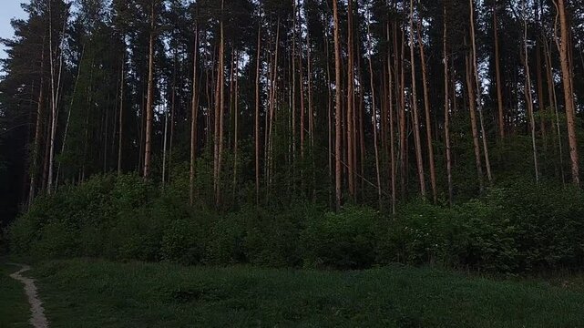 Pine trees in the forest evening. Spring evening time under blue sky in good weather. Natural beautiful birds singing. Wood landscape with lying bicycle on grass