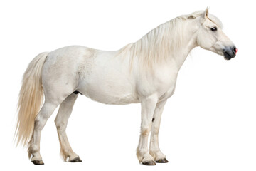 Obraz premium well-maintained white pony horse, isolated png transparent background