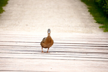 A wild duck exploring the urban landscape — a charming contrast of wildlife in the city. Nature...