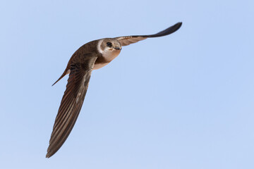 sand martin in flight