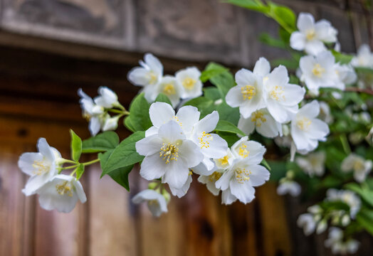 Rama florecida de  Philadelphus lewisii (jazm&iacute;n de novia o celindo )
