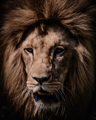 A close-up, head-on shot captures the powerful gaze of a male lion with a magnificent, dark brown...