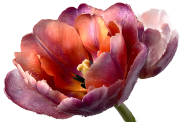 Closeup of a dewcovered flower with vibrant petals perfect for spring themes