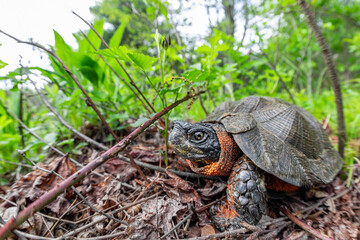 Large male North American wood turtle basking on the edge of a northern Massachusetts vernal pool...