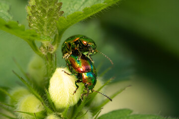 Colorful Beetles Mating on Green Plant Leaves in Close-Up View