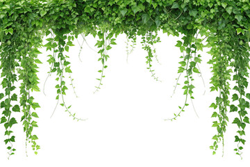 Lush Green Ivy Vines Hanging Border, Isolated on White Background. Earth Day