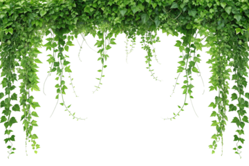 Lush Green Ivy Vines Hanging Border, Isolated on White Background. Earth Day