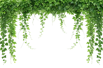 Lush Green Ivy Vines Hanging Border, Isolated on White Background. Earth Day