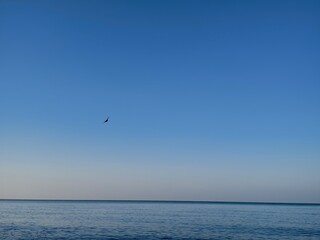 Fototapeta premium Minimalist Seascape with Bird in Flight and Clear Blue Sky