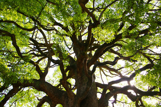 Giant camphor tree at the Meiji Shrine in Tokyo, Japan