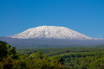 Fototapeta premium Mount Kilimanjaro summit seen from the bottom. Wildlife safari in Africa, african savannah desert with mountain Kilimanjaro on the background. Snow and glacier on top of Kilimanjaro, Mount Kili
