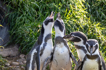 Obraz premium Humboldt penguins at a local zoo
