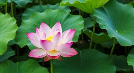 Obraz premium A beautiful pink lotus flower amongst lush green leaves.