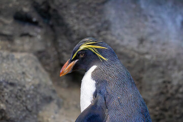 northern rockhopper penguin at a local zoo