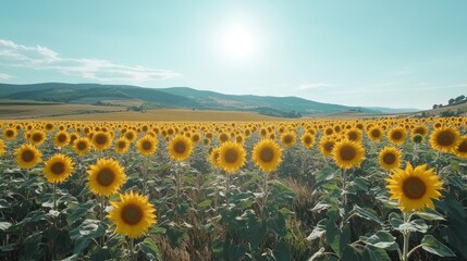 Obraz premium Sunflowers field vast landscape