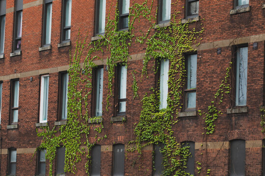 Old brick apartment building with ivy creeping up the facade.  Green ivy climbs red brick wall of multi-story building.