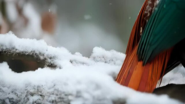 Closeup of a colorful Himalayan Monal pheasant bird with snow on its feathers in a blurred winter forest background.