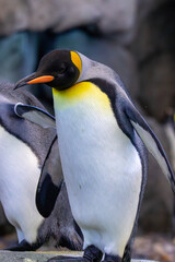 A King penguin at a local zoo