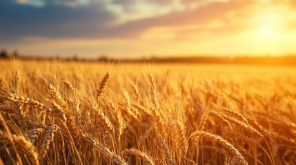 Obraz premium Golden Wheat Field at Sunset: A Serene Harvest Scene