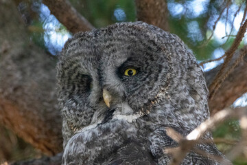 A great grey owl at a local zoo