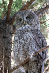 A great grey owl at a local zoo