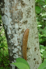 木の幹を登るヤマナメクジ