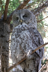 A great grey owl at a local zoo