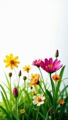 Obraz premium Close-up vibrant wildflowers, lush green grass, white backdrop, closeup, high resolution, photography
