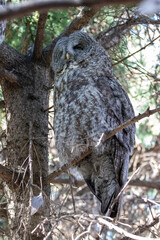 A great grey owl at a local zoo