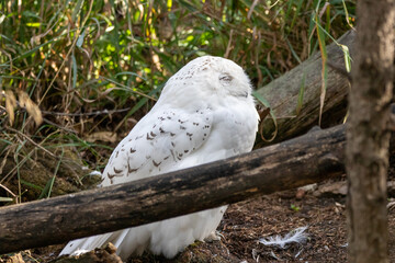 A Snowy Owl at a local zoo