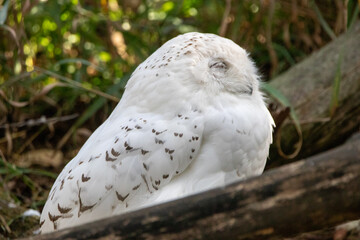 A Snowy Owl at a local zoo