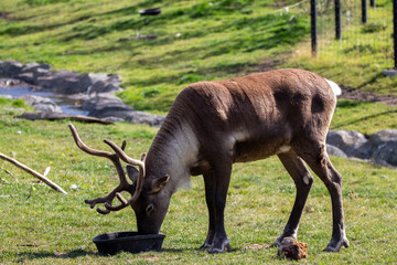 A Caribou at a local zoo