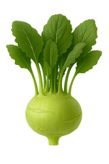 Fresh green kohlrabi vegetable illustration isolated on white background