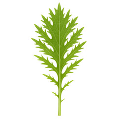 Fototapeta premium Single green mizuna leaf isolated on white background