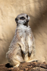 A meerkat at a local zoo
