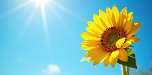 Single sunflower against azure sky, sunlit petals, sunflower, wildflower