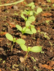 Zinnias seedlings growing in a gardening bed. Seedlings growing in a garden bed.