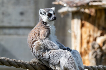 A ring-tailed lemur at a local zoo
