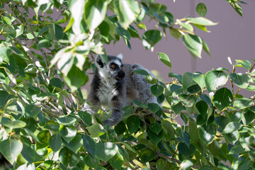 A ring-tailed lemur at a local zoo