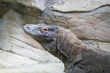 A Komodo dragon at a local zoo