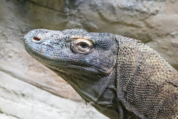 A Komodo dragon at a local zoo
