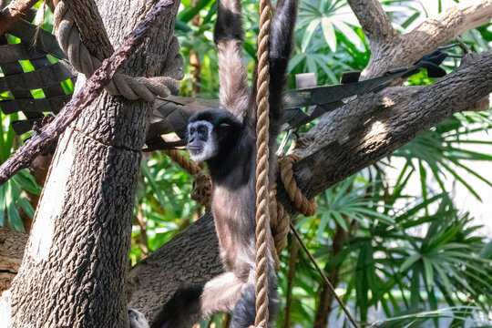 A lar gibbon at a local zoo