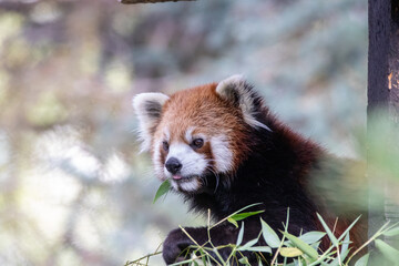 A red panda at a local zoo