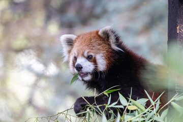 Fototapeta premium A red panda at a local zoo