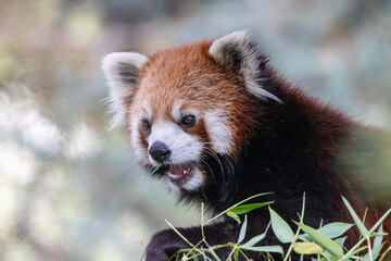 Obraz premium A red panda at a local zoo