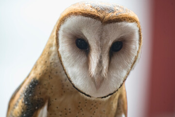 The American Barn Owl (Tyto furcata).