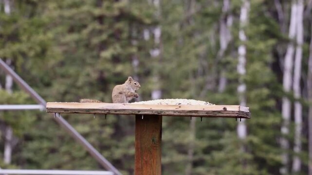Squirrel nibbling on food on a wooden platform.
