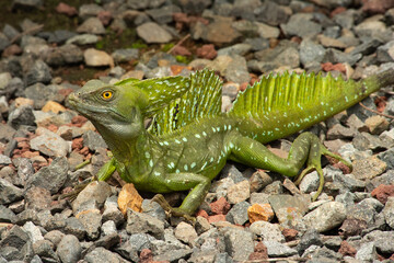 Green Basilisk Liazrd